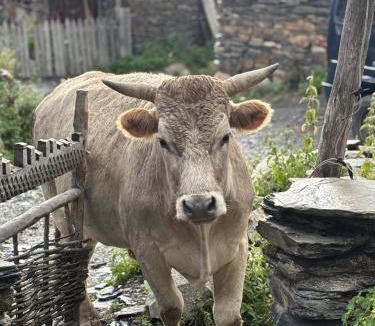 Ushguli House | Old House
